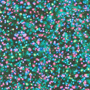 Winter Solstice - Aurora Borealis Christmas Lights Multi Yardage